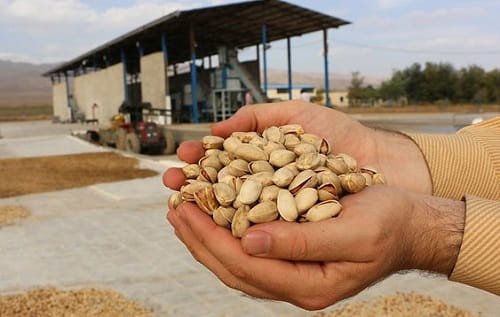تصویر 1 از قیمت خرید پسته صادراتی ایران + فروش ویژه
